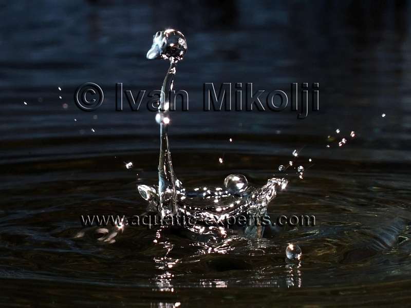 AGUA PARA EL ACUARIO DE AGUA DULCE